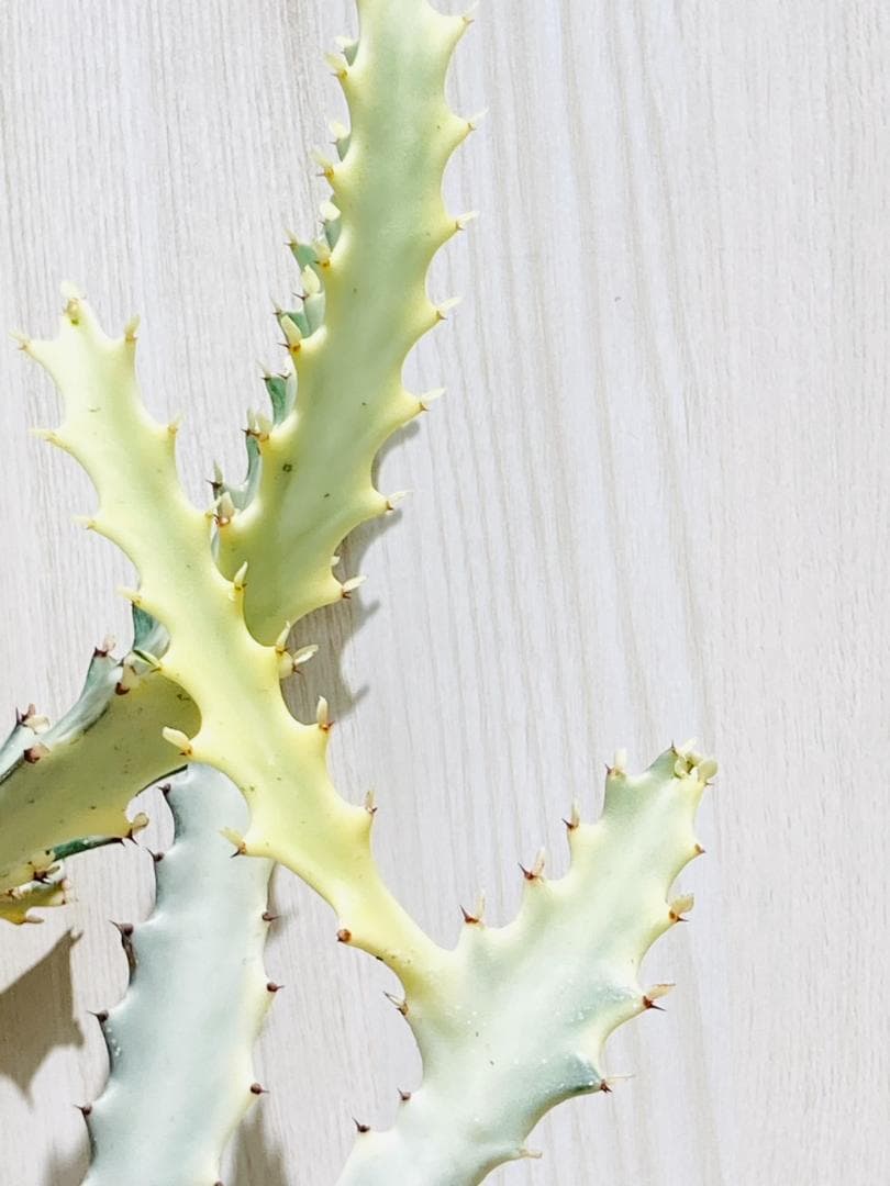 【多肉植物】ユーフォルビア・ホワイトゴースト（4号深型スリット鉢付き）