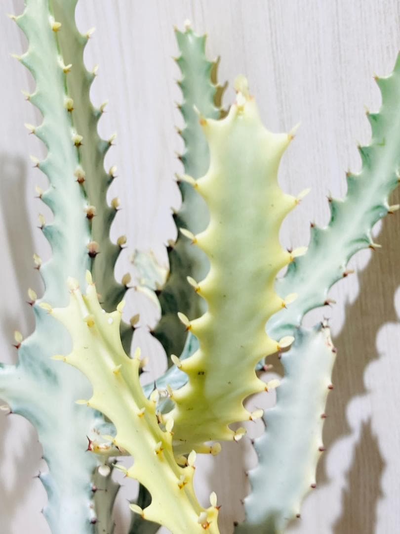 【多肉植物】ユーフォルビア・ホワイトゴースト（4号深型スリット鉢付き）