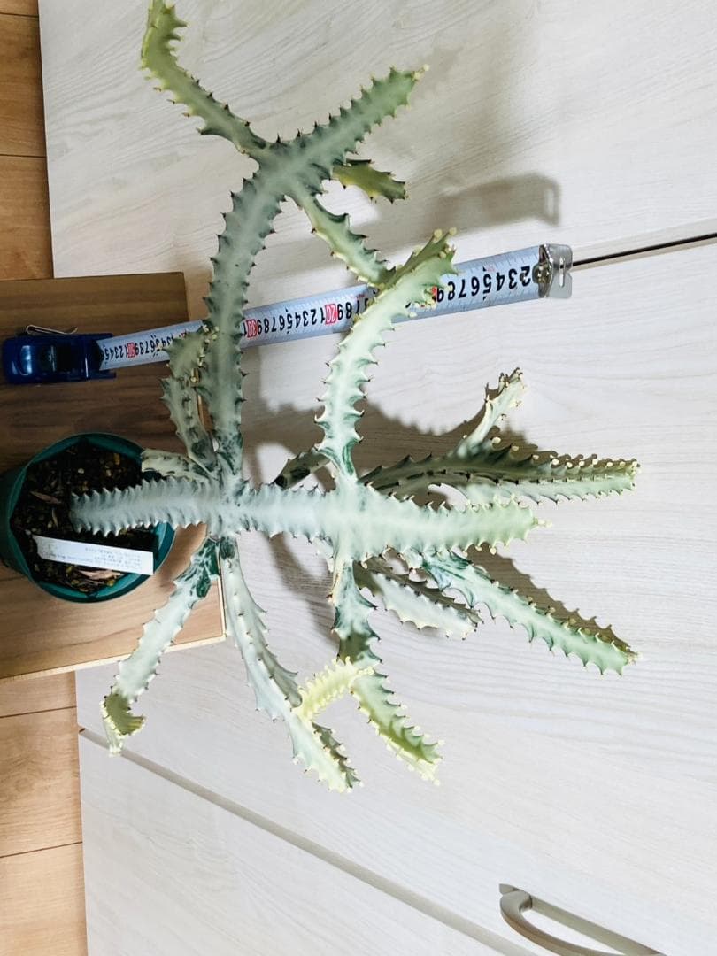 【多肉植物】ユーフォルビア・ホワイトゴースト（4号深型スリット鉢付き）