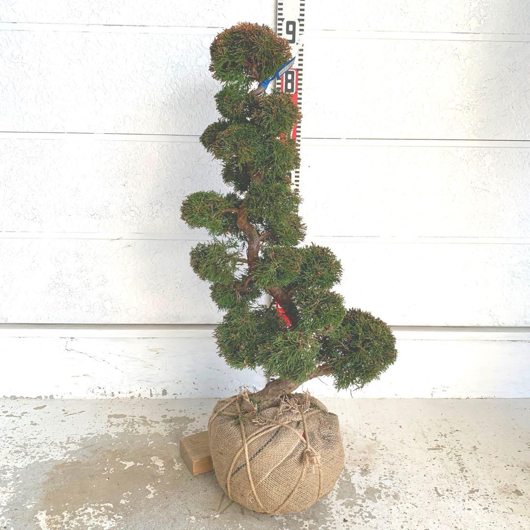 売り尽くし　黄金真柏　約80cm【オウゴンシンパク/盆栽/日本庭園】49