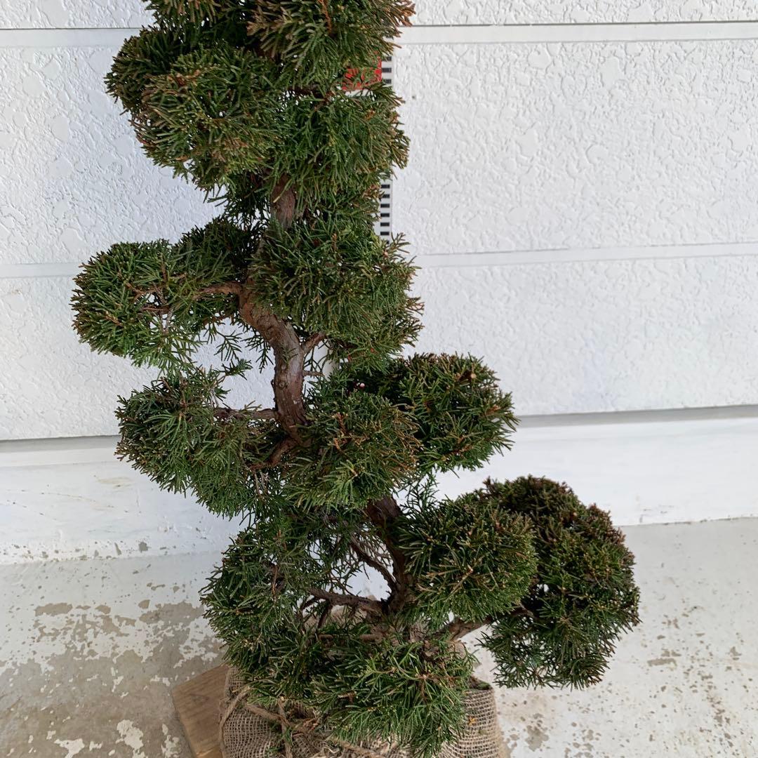 売り尽くし　黄金真柏　約80cm【オウゴンシンパク/盆栽/日本庭園】49