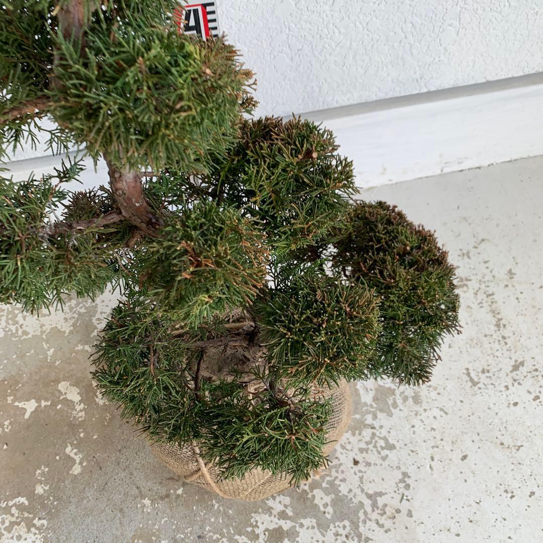 売り尽くし　黄金真柏　約80cm【オウゴンシンパク/盆栽/日本庭園】49