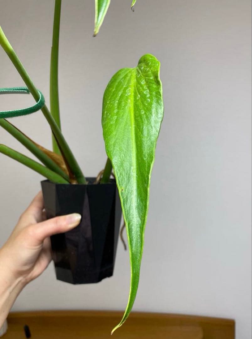 A*I様 【棚整理セール‼️】モンステラ　バールマルクス　希少　レア　人気‼️