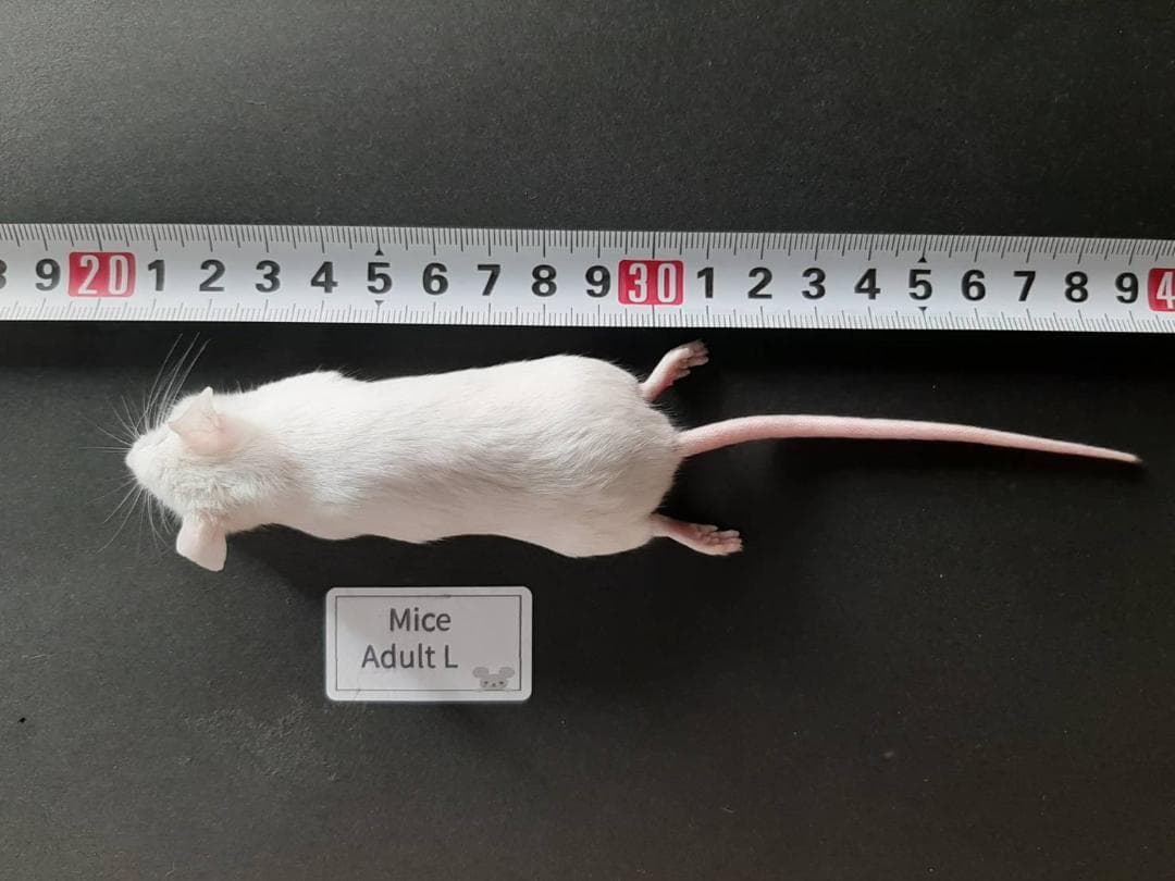 国産 冷凍マウスアダルト L 100匹 (送料無料一部地域発送不可)