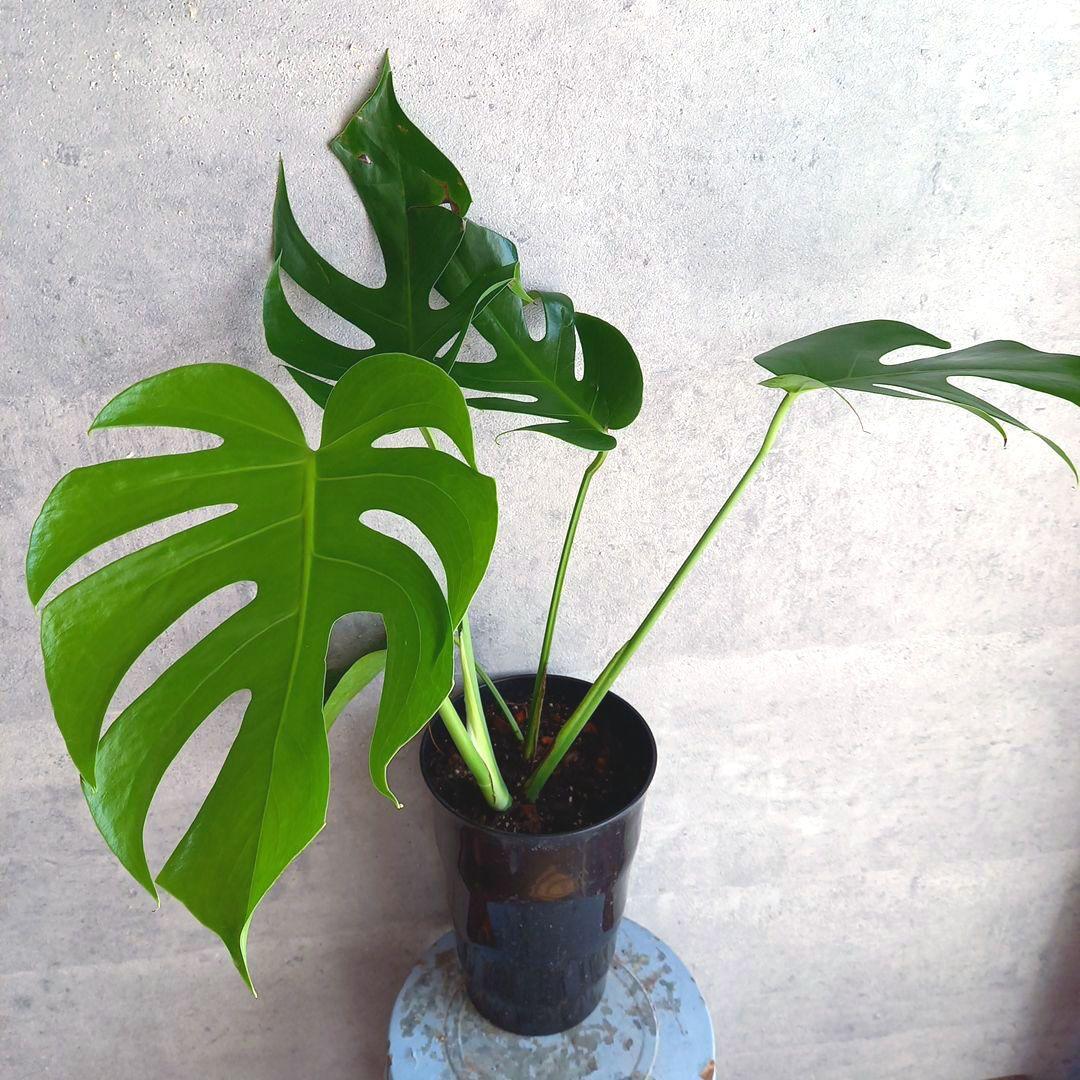 超絶希少 モンステラ デリシオーサ スケルトン