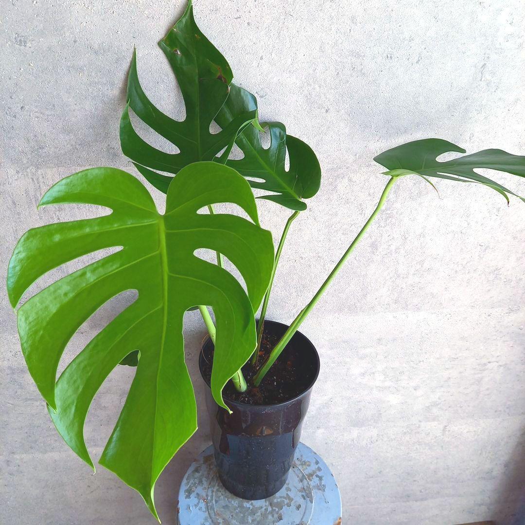 超絶希少 モンステラ デリシオーサ スケルトン