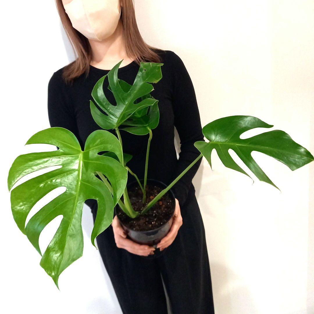 超絶希少 モンステラ デリシオーサ スケルトン