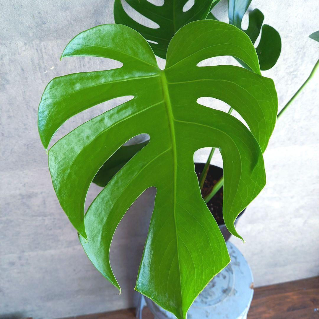 超絶希少 モンステラ デリシオーサ スケルトン