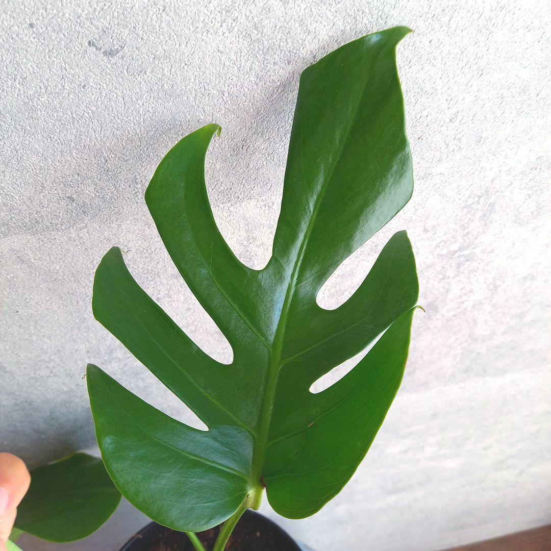 超絶希少 モンステラ デリシオーサ スケルトン