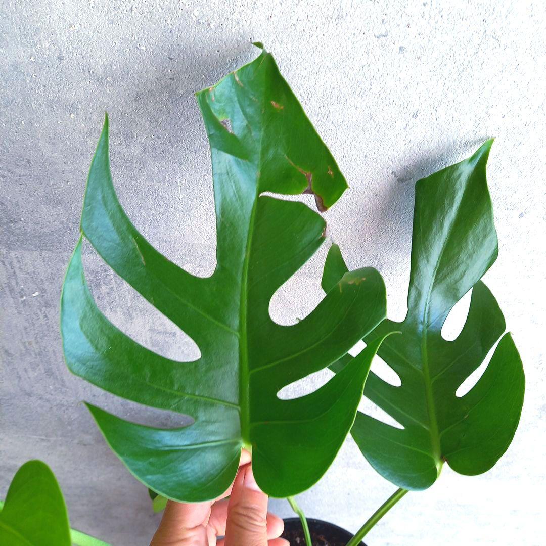 超絶希少 モンステラ デリシオーサ スケルトン