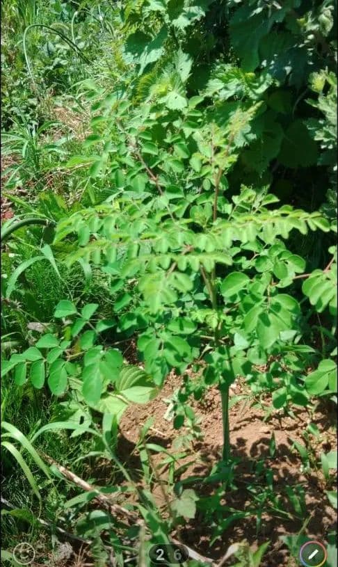 モリンガ　苗　２株　種　5粒