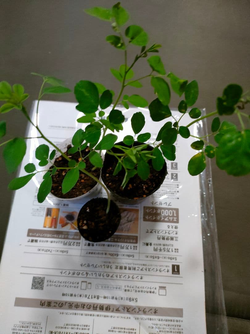 モリンガ　苗　２株　種　5粒