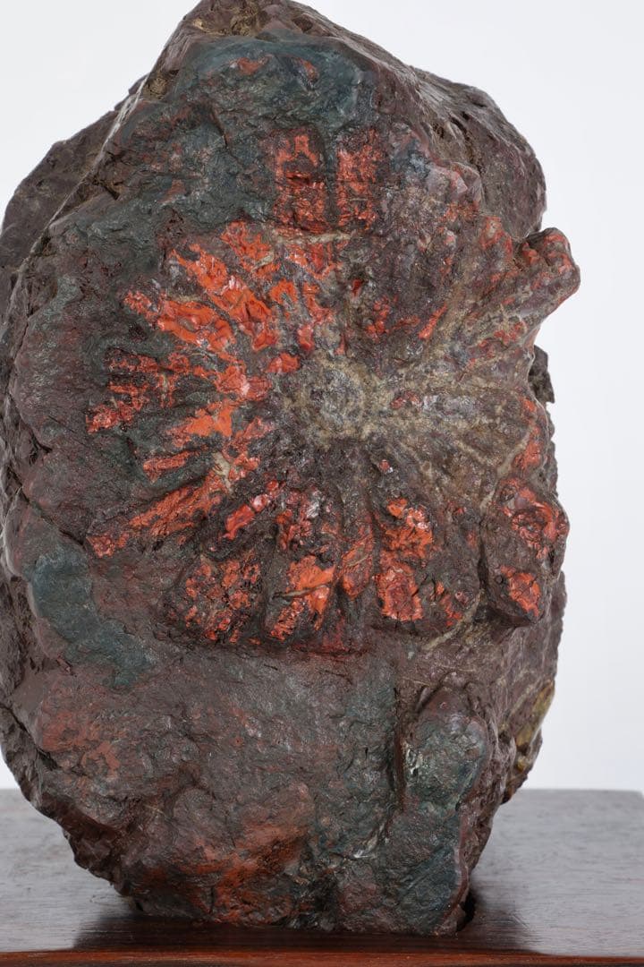 菊花石 赤花 大輪 台座付 5.2kg 原石 天然石 鑑賞石 水石 盆石 紋石