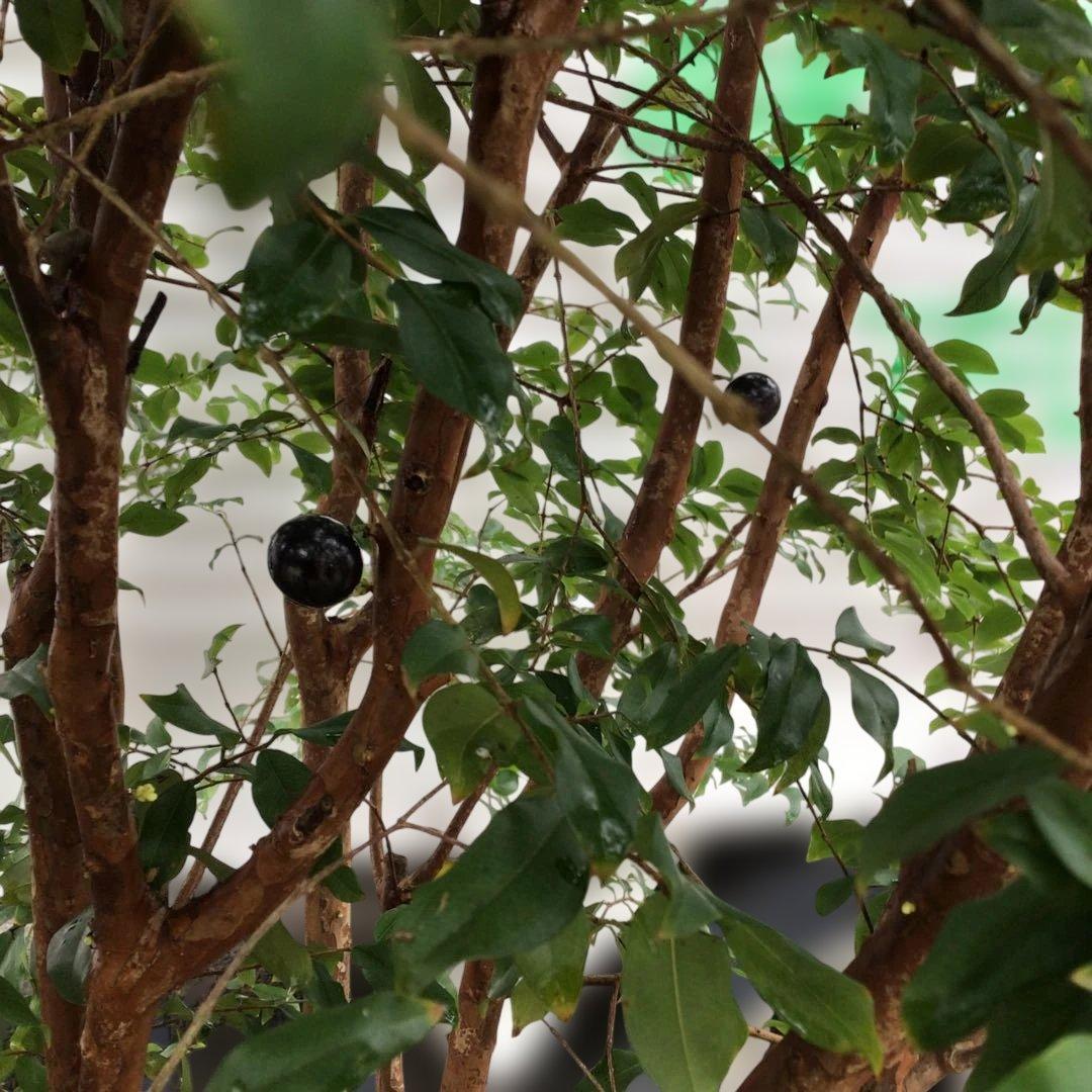 ジャボチカバ　小葉種　花芽付き