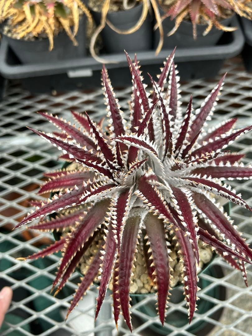 レア ビルベイカー ディッキア Dyckia Uncle Ray