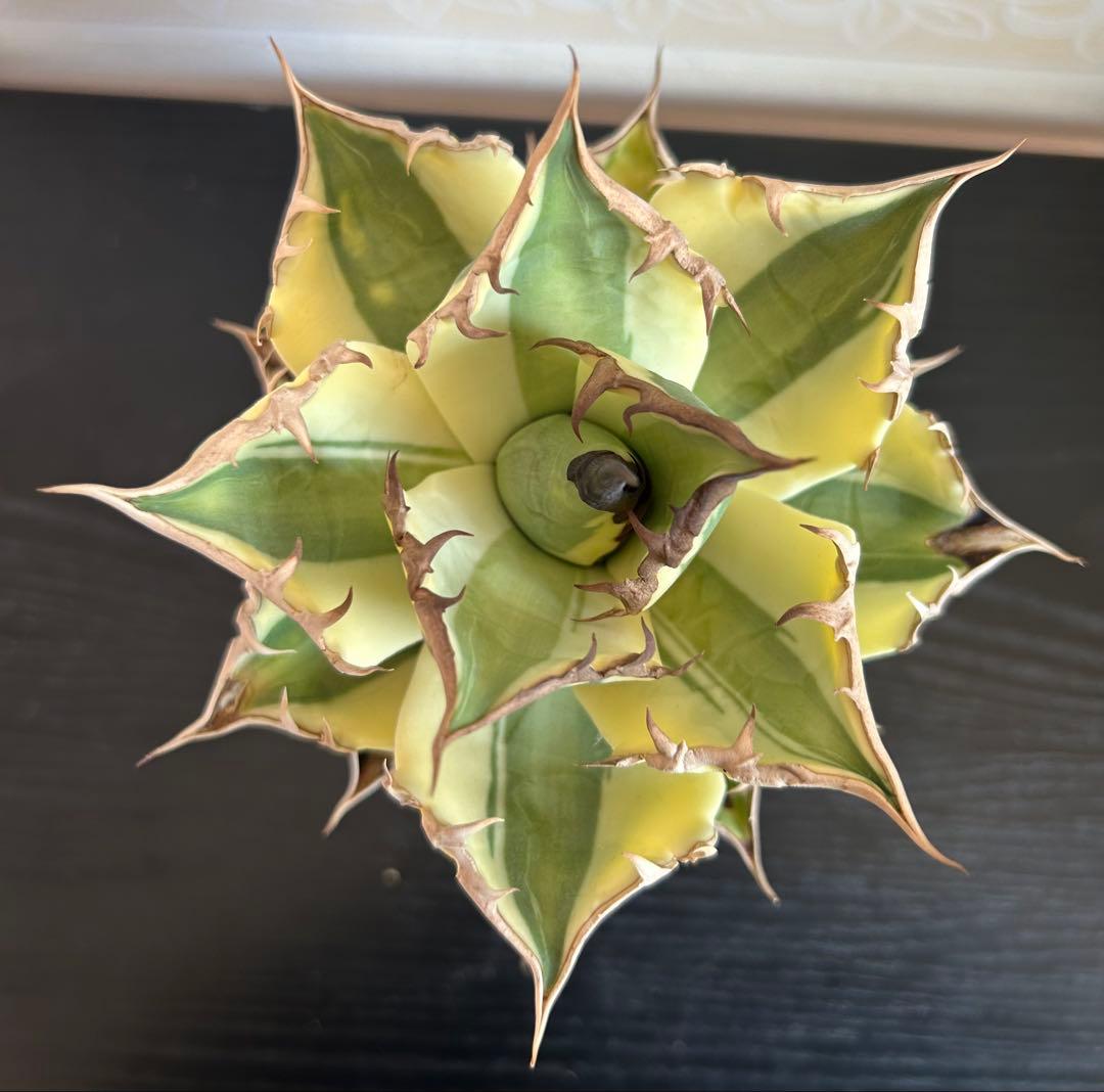 アガベ チタノタ スナグルトゥース