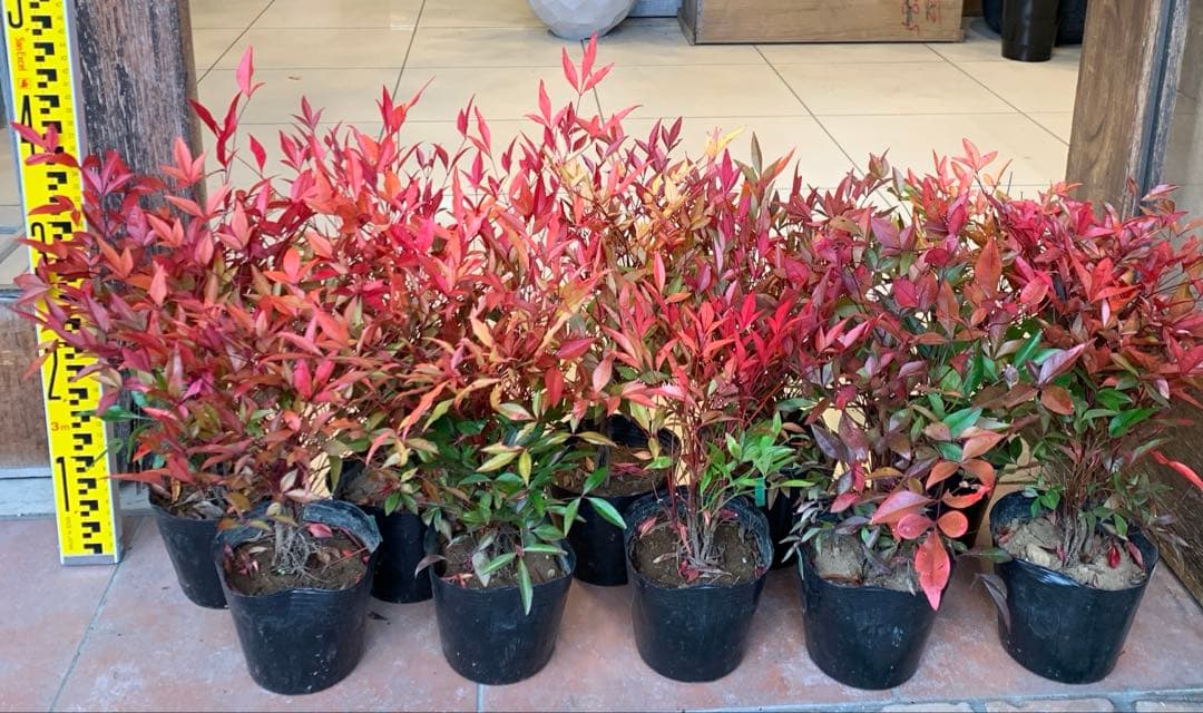 南天　ナンテン 苗木　10個セット