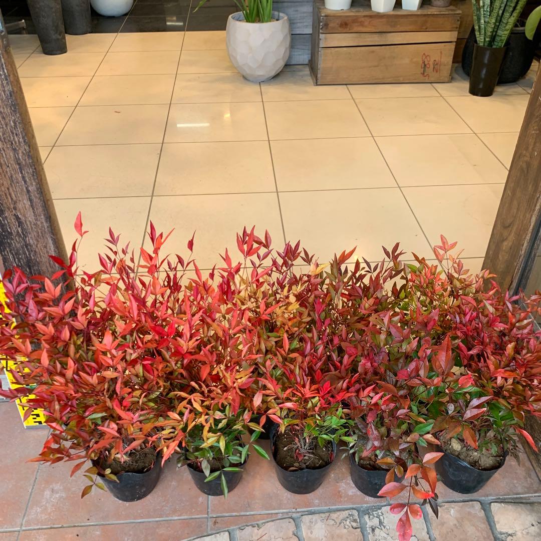 南天　ナンテン 苗木　10個セット