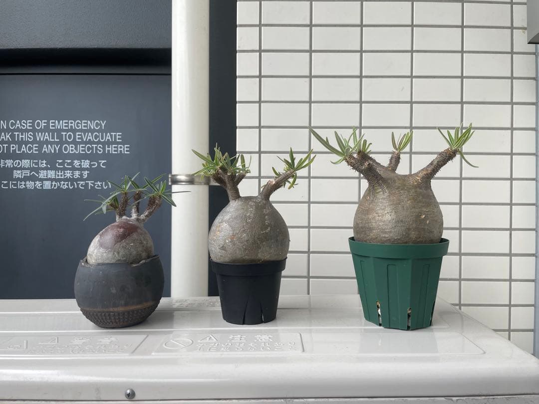 【特選エース株】パキポディウム グラキリス(左のみ)