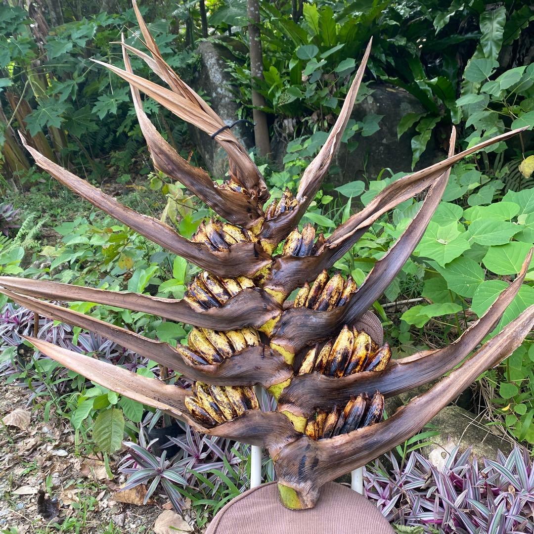 ガク付き、オオギバショウ、扇芭蕉、旅人の木、タビビトノキ