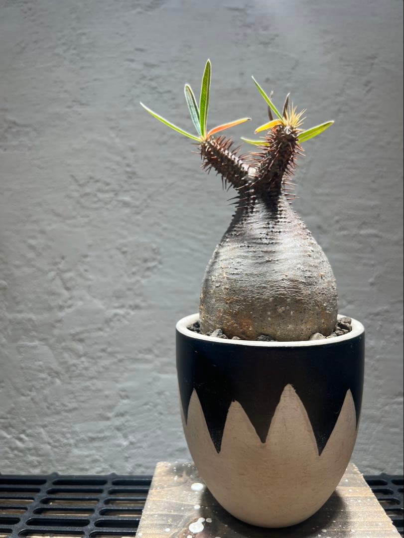 パキポディウム・グラキリス(現地球、発根済)