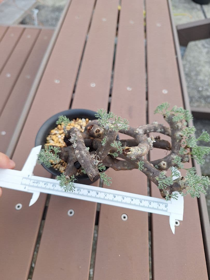 モンソニア ムルチフィダ　現地株