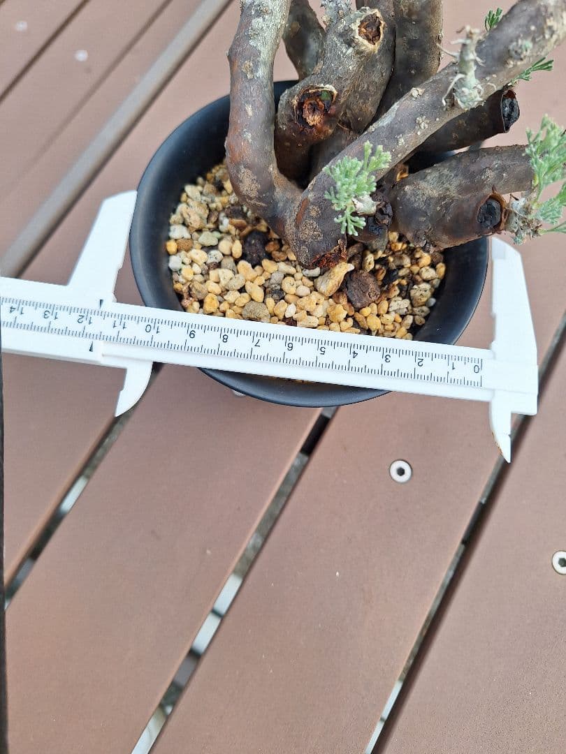 モンソニア ムルチフィダ　現地株