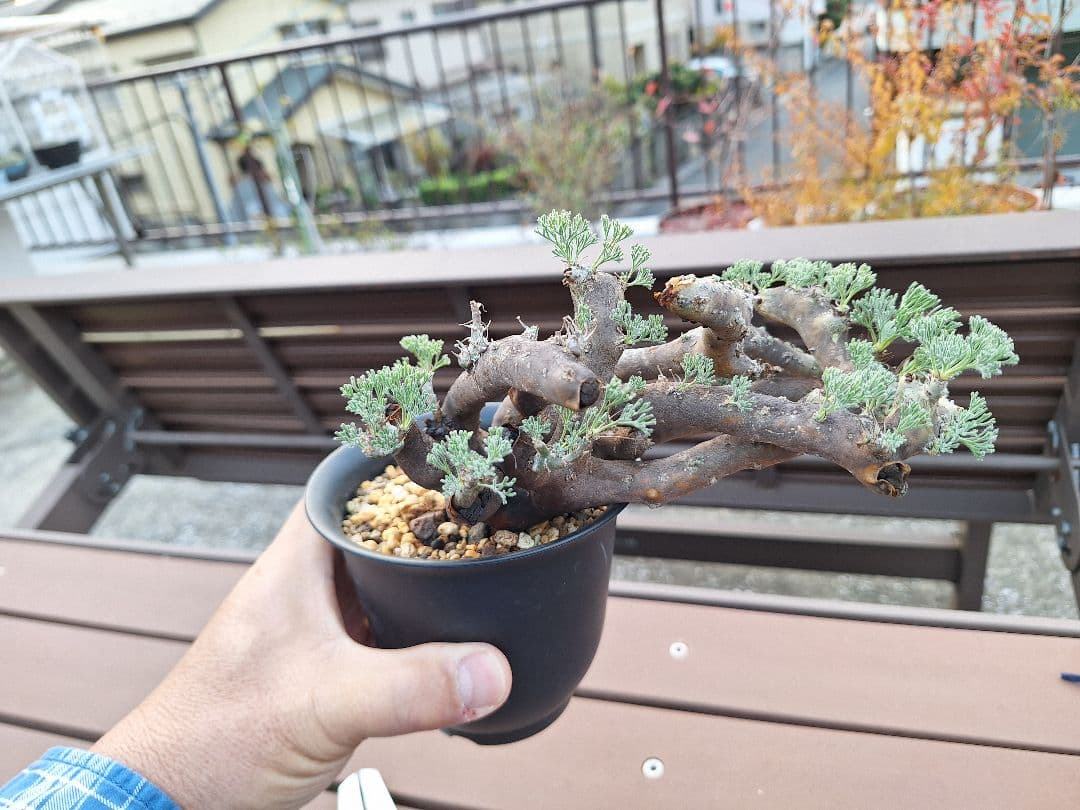 モンソニア ムルチフィダ　現地株