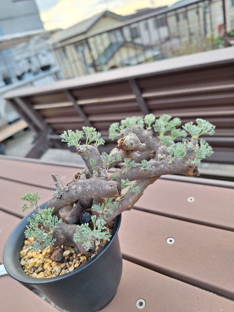 モンソニア ムルチフィダ　現地株