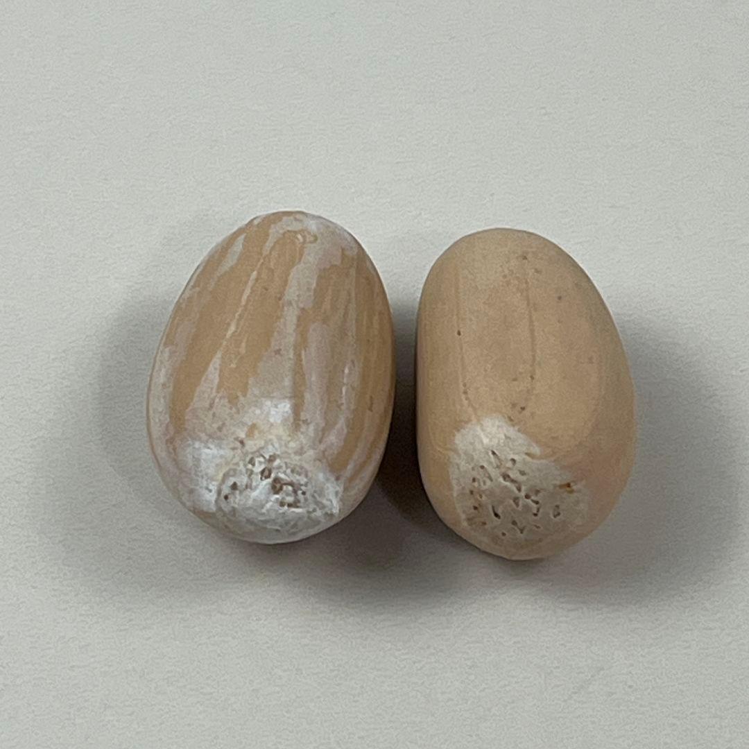 D78新鮮な種 エンセファラルトス・ホリダス 種子2粒