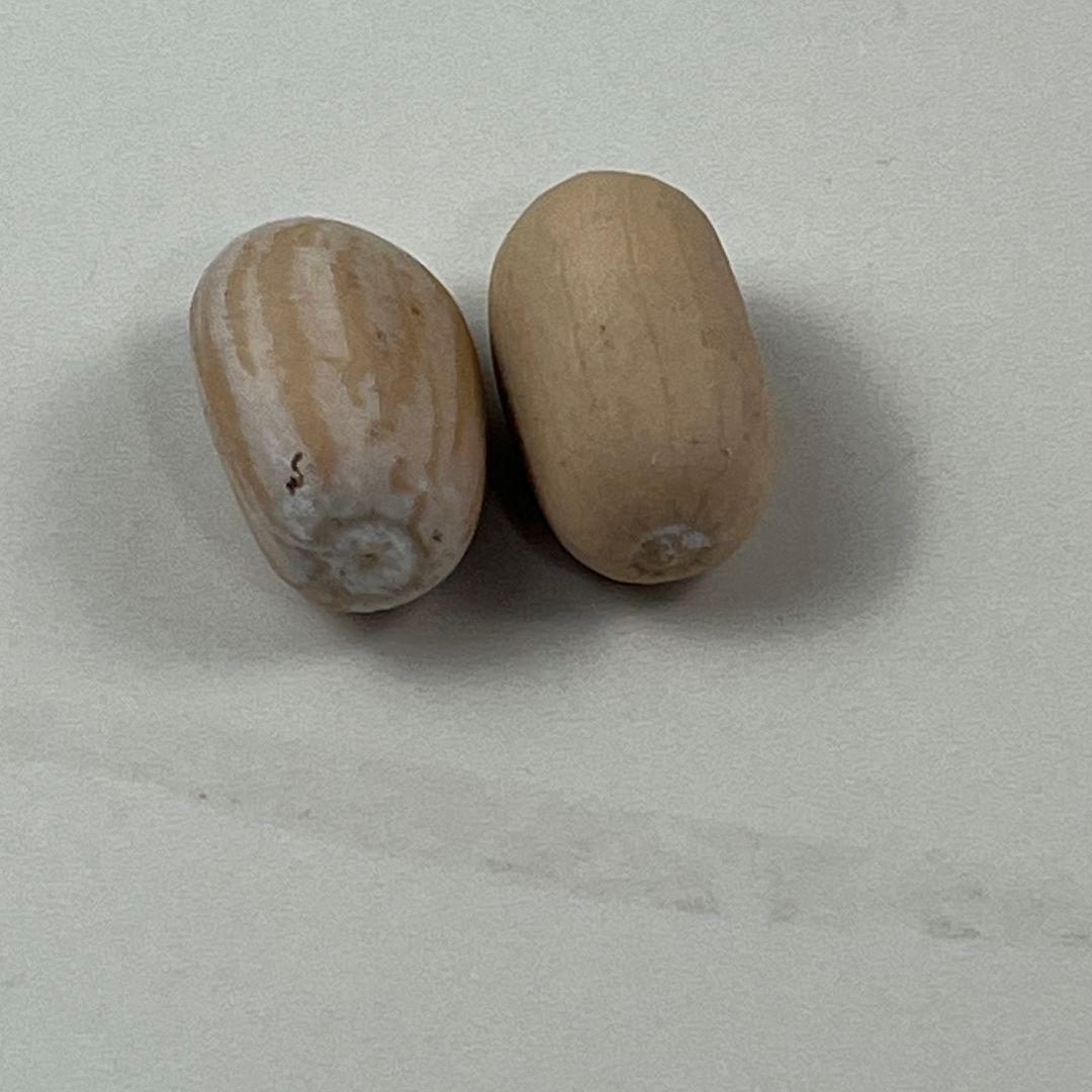 D78新鮮な種 エンセファラルトス・ホリダス 種子2粒