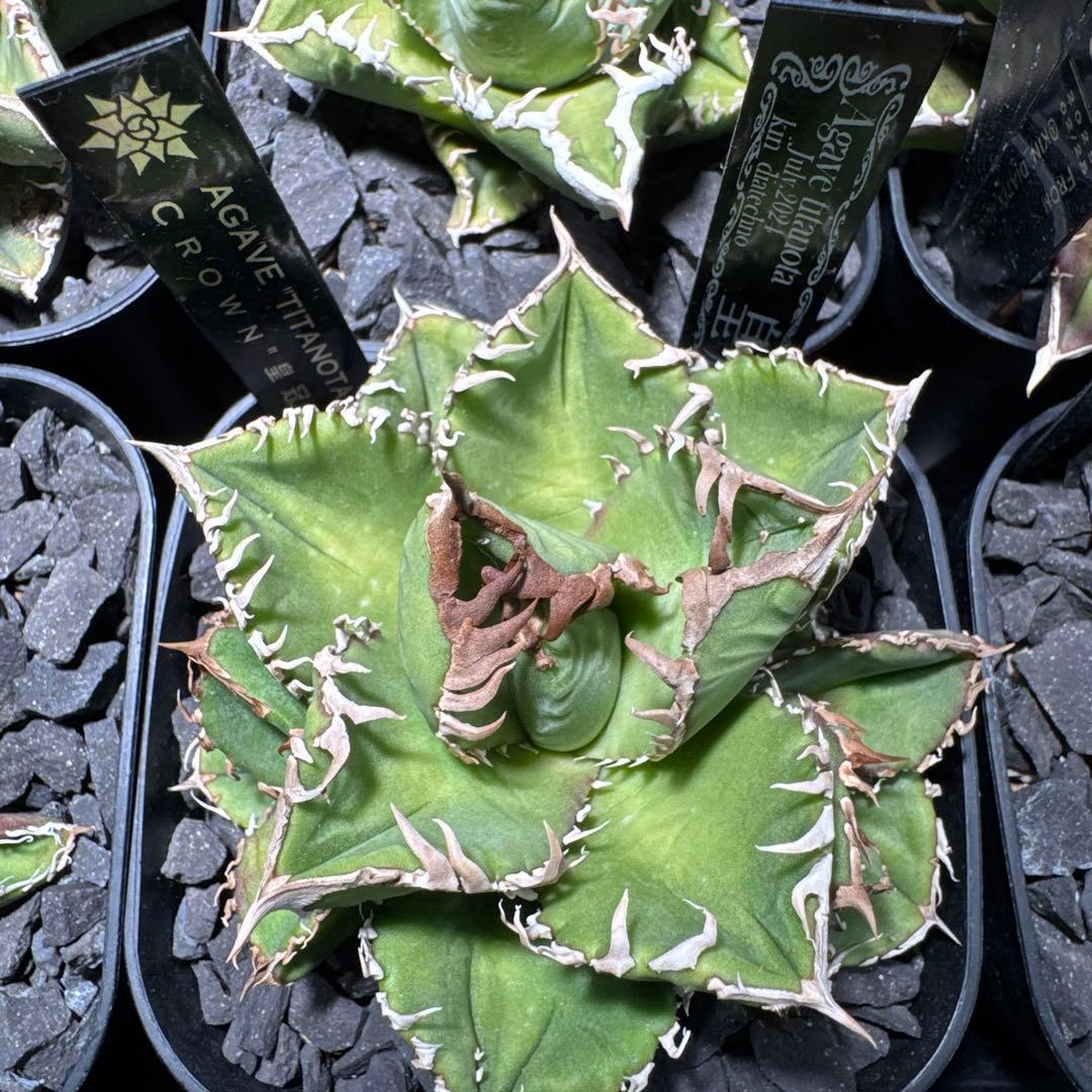 【有名趣味家血統】アガベ⭐︎チタノタ⭐︎皇冠01⭐︎子株⭐︎台湾lize⭐︎タグ付き⭐︎