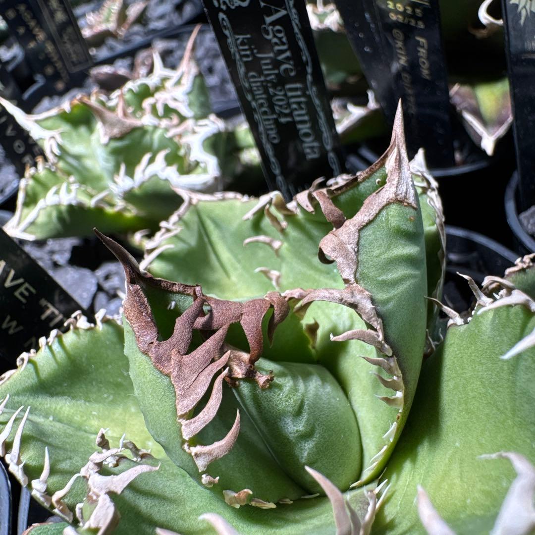 【有名趣味家血統】アガベ⭐︎チタノタ⭐︎皇冠01⭐︎子株⭐︎台湾lize⭐︎タグ付き⭐︎