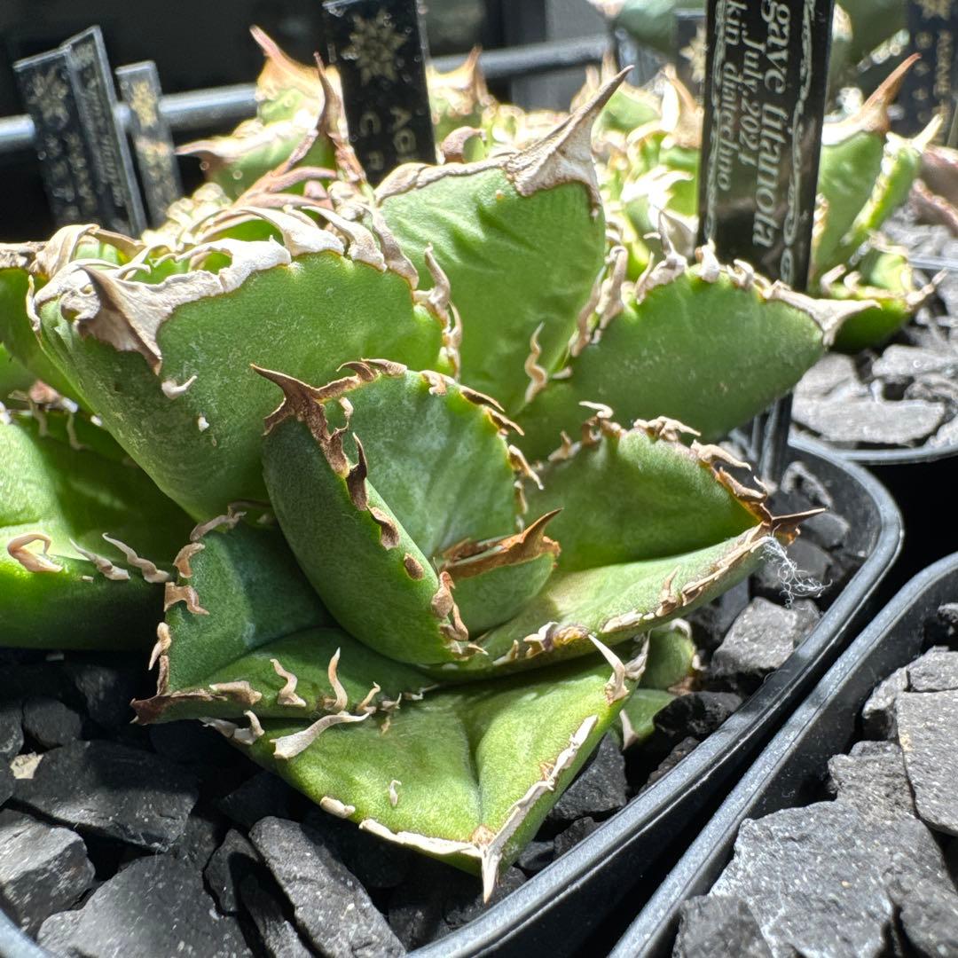 【有名趣味家血統】アガベ⭐︎チタノタ⭐︎皇冠01⭐︎子株⭐︎台湾lize⭐︎タグ付き⭐︎