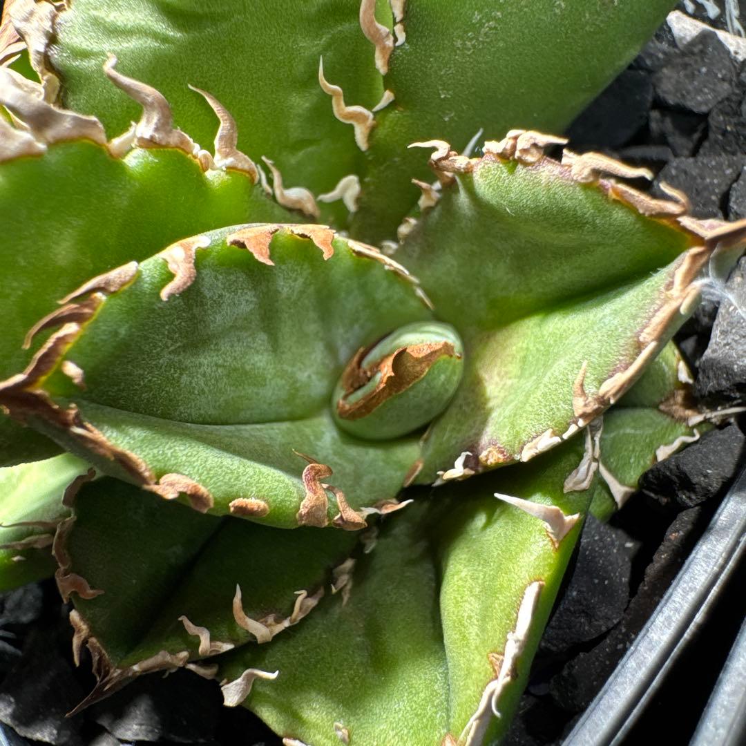 【有名趣味家血統】アガベ⭐︎チタノタ⭐︎皇冠01⭐︎子株⭐︎台湾lize⭐︎タグ付き⭐︎