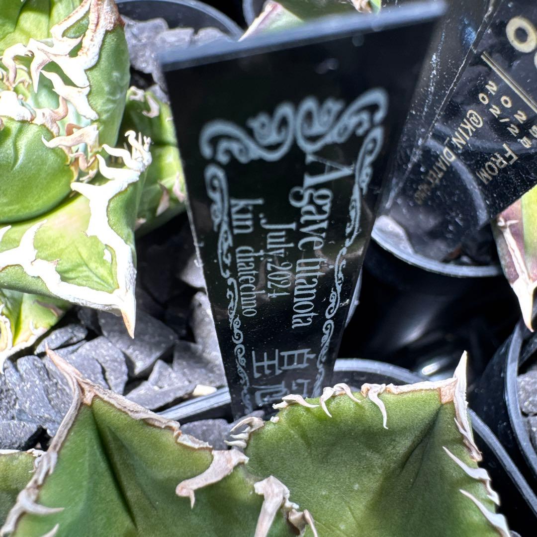 【有名趣味家血統】アガベ⭐︎チタノタ⭐︎皇冠01⭐︎子株⭐︎台湾lize⭐︎タグ付き⭐︎