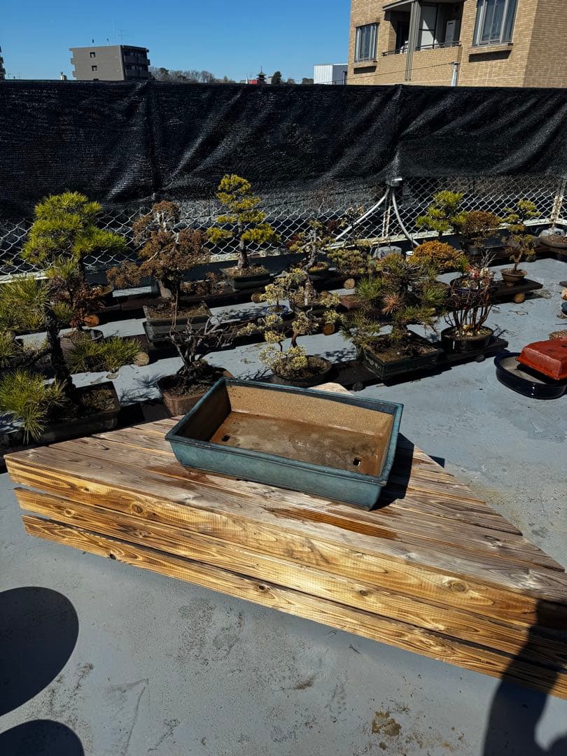 青色 陶器製 盆栽用鉢 22号