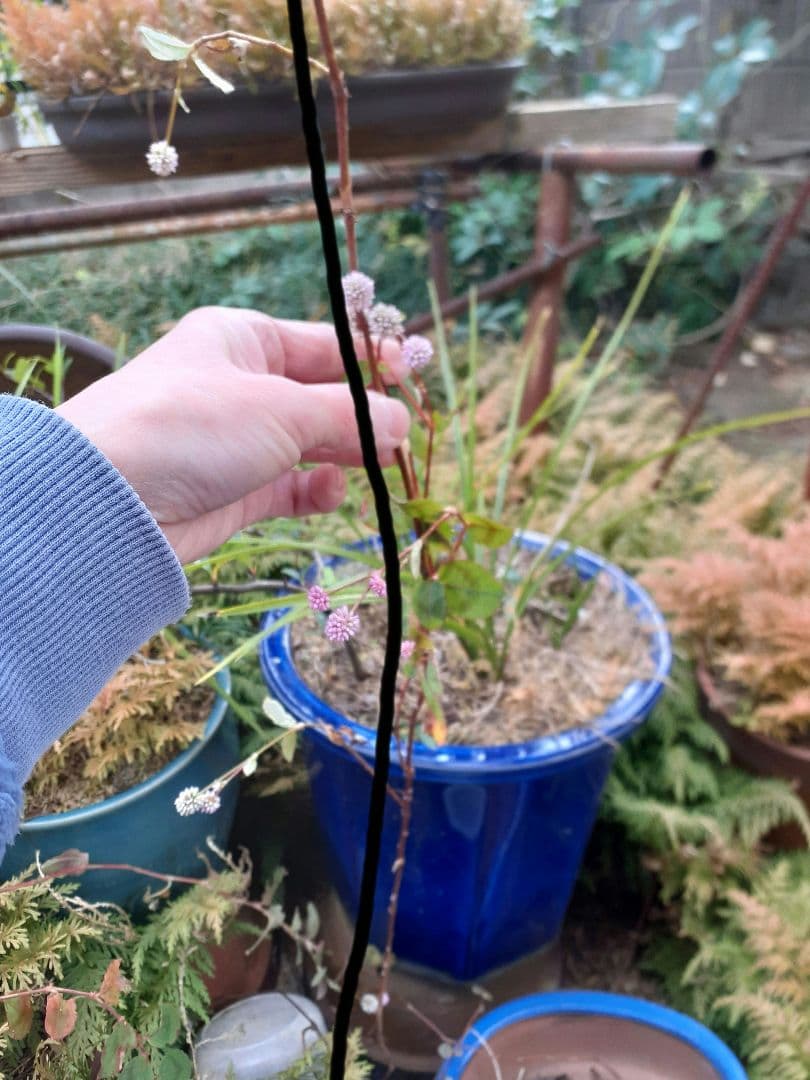 ポリゴナムご相談