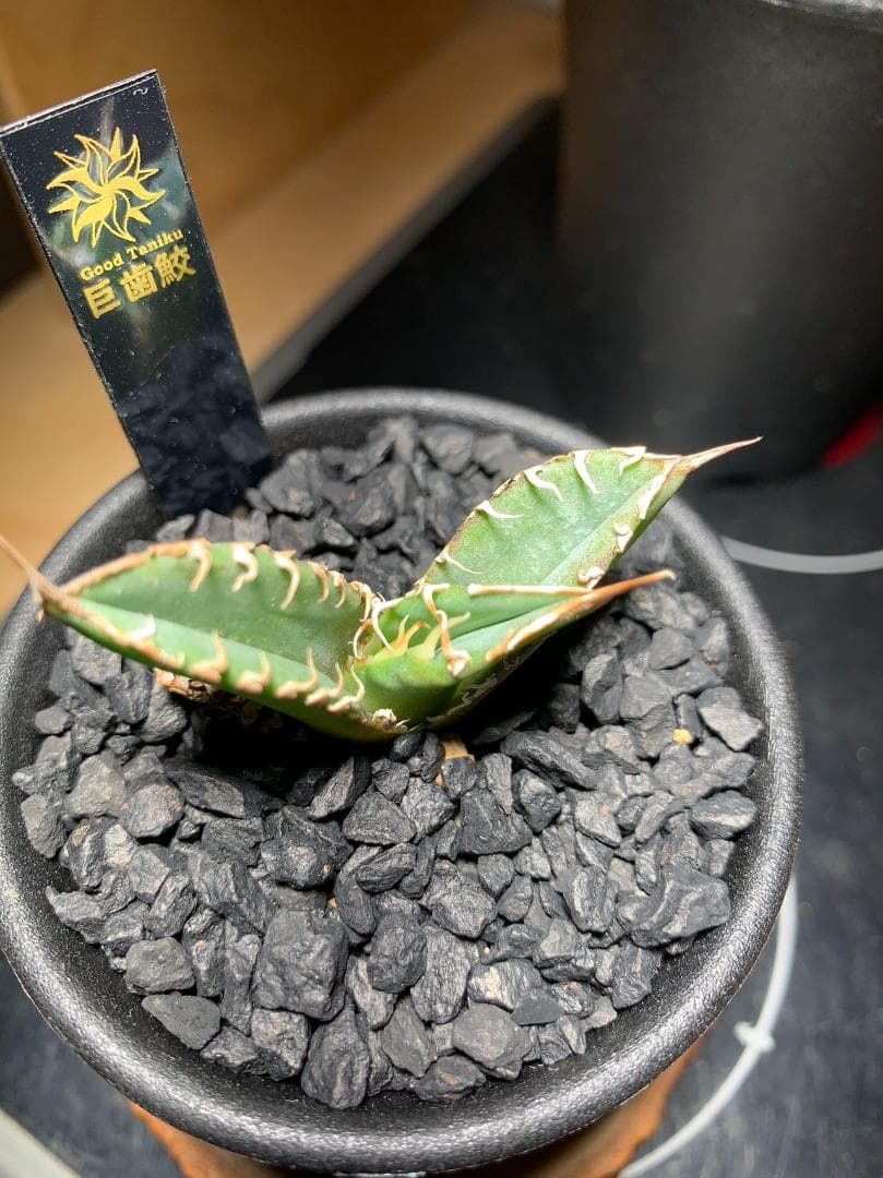 【goodtaniku】アガベ　激熱小籠包産巨歯鯊 カキコ　発根済