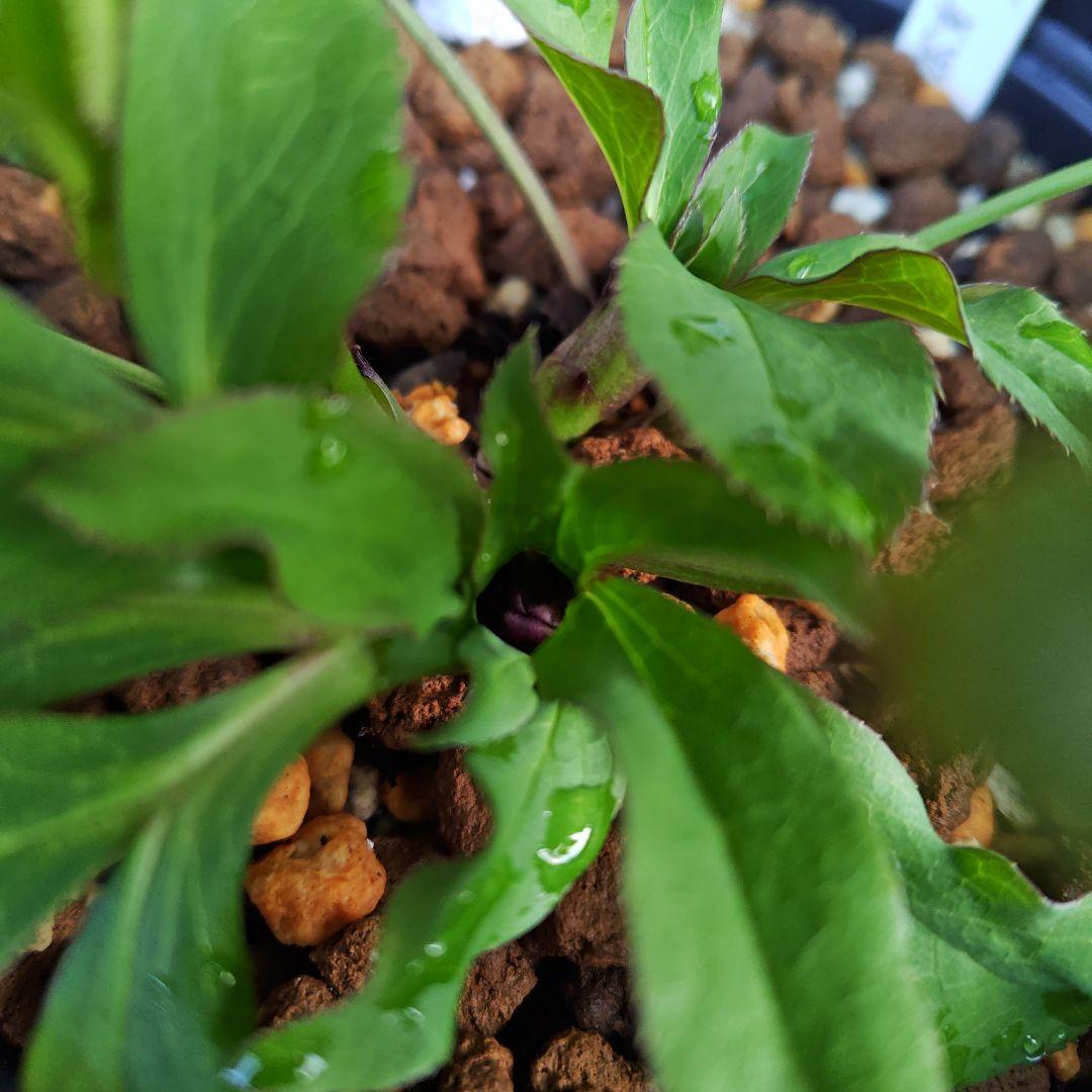 バ*カ様 クリスマスローズ 加藤農園 美黒姫 株分け