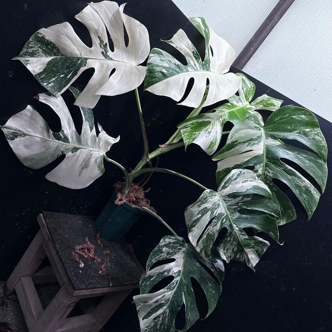 く*。様 斑入りモンステラ ホワイトタイガー極美大株73cm白斑多