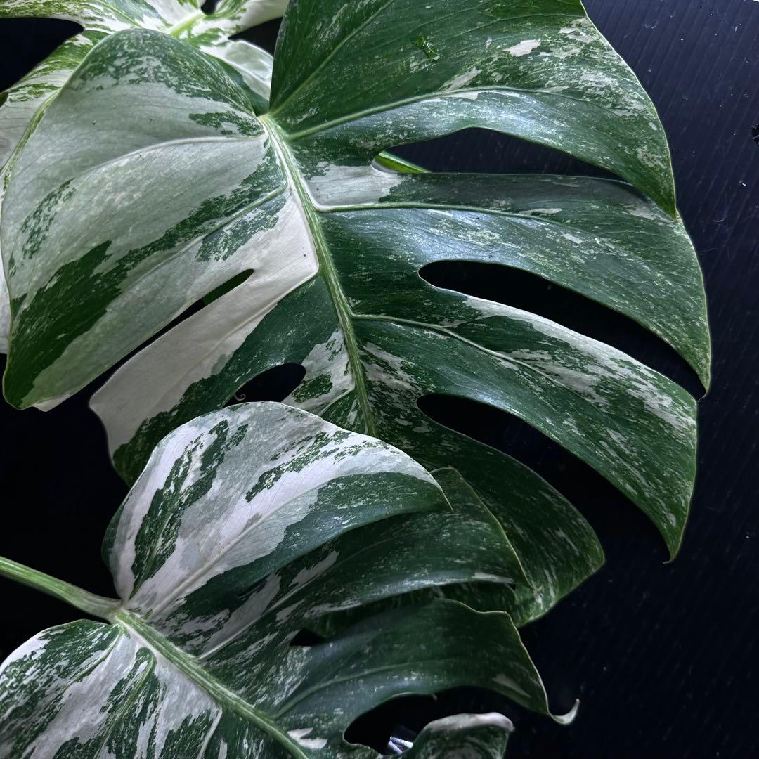 く*。様 斑入りモンステラ ホワイトタイガー極美大株73cm白斑多