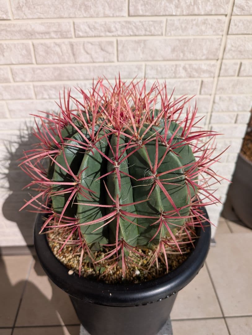 【Omc Labo】フェロカクタス 赤鳳 セキホウ サボテン　ドライガーデン