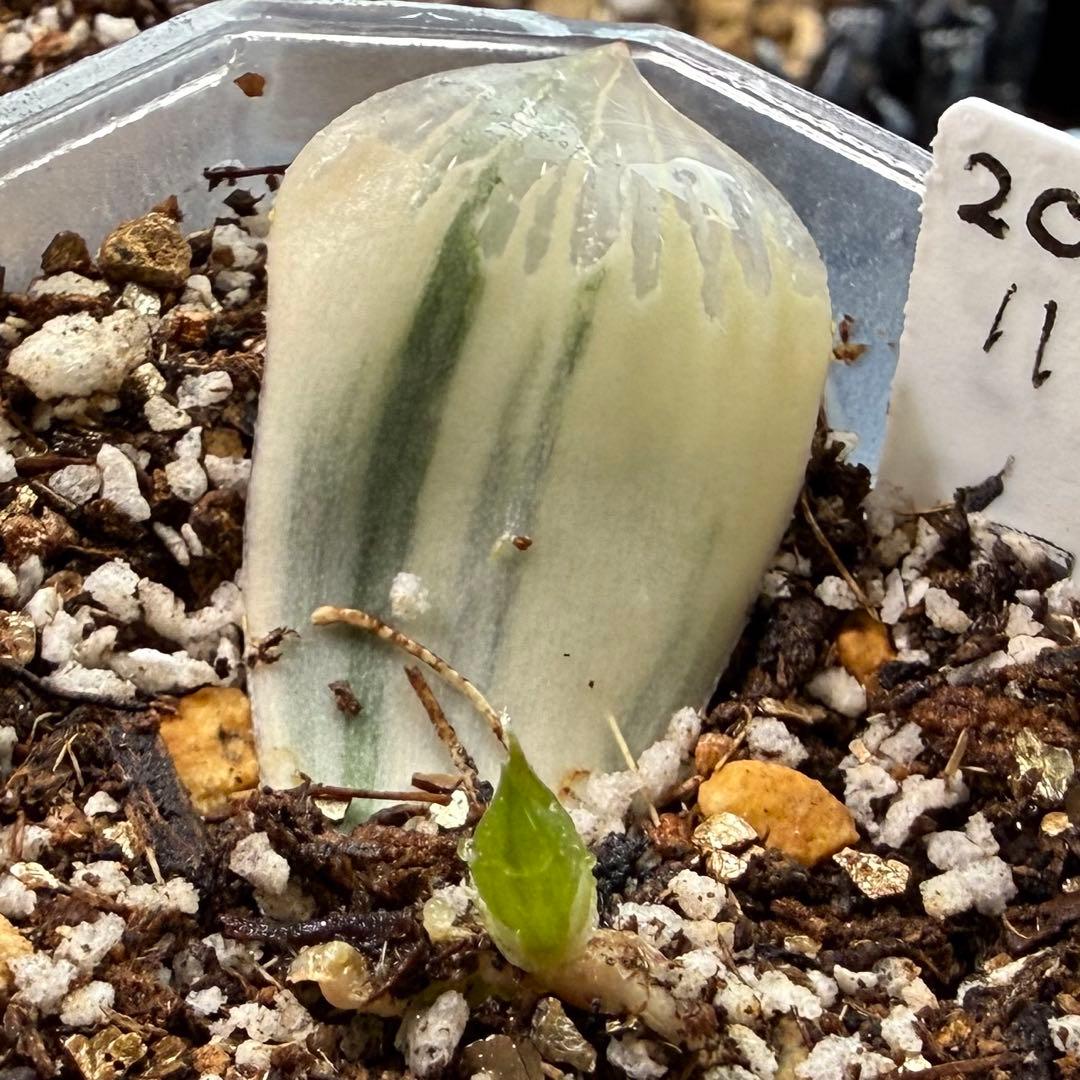 ハオルチア⭐️白蛇伝 葉挿し⭐️ 発根済み、美品、すくすく成長中！