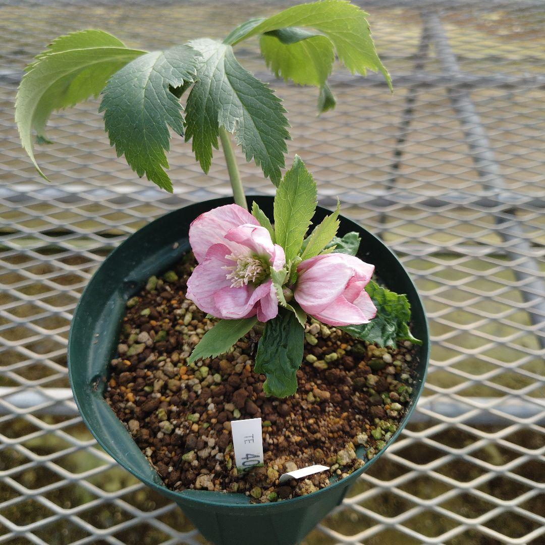 l*a様 クリスマスローズ　チベタヌス交配