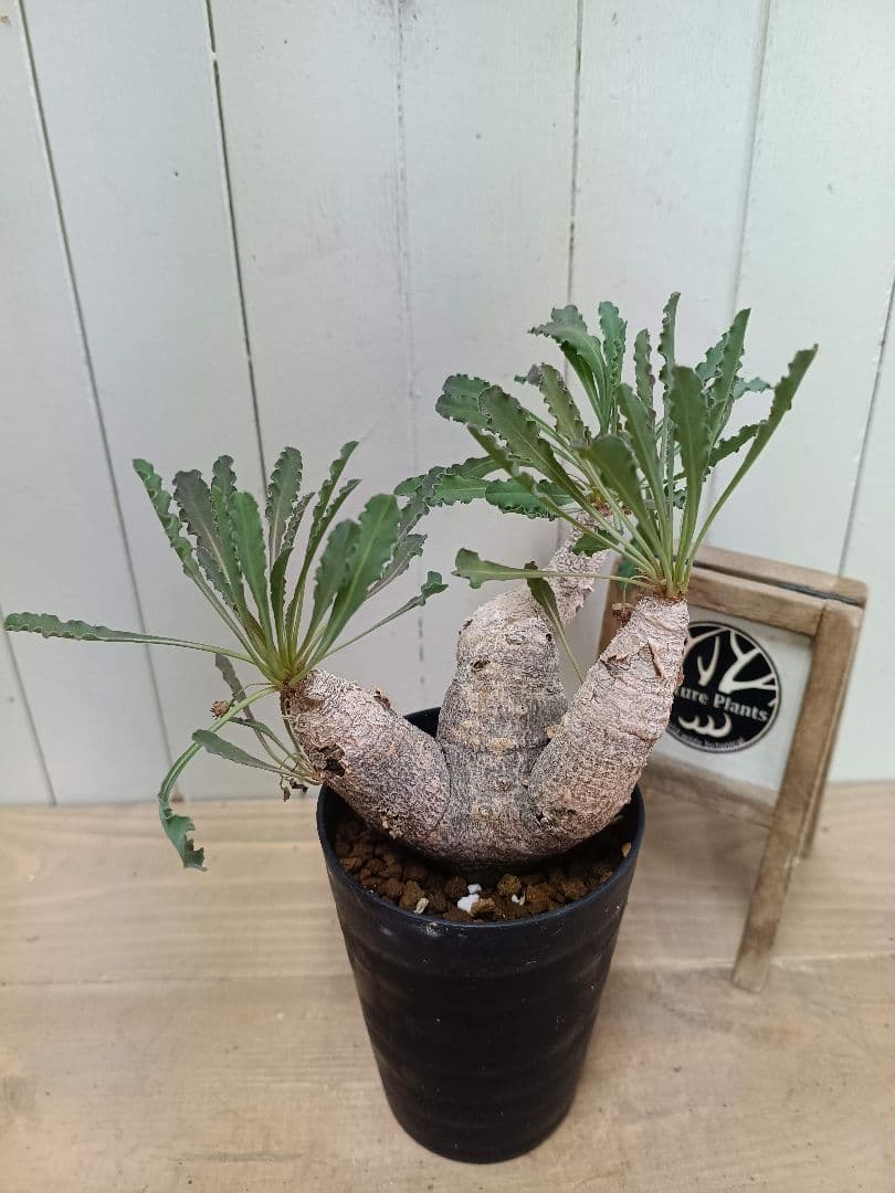 H033発根済！多頭美形！ユーフォルビア クリスパ 現地球