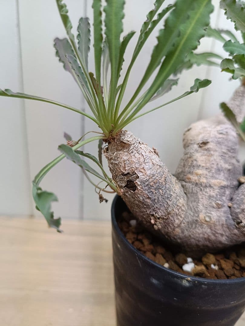 H033発根済！多頭美形！ユーフォルビア クリスパ 現地球