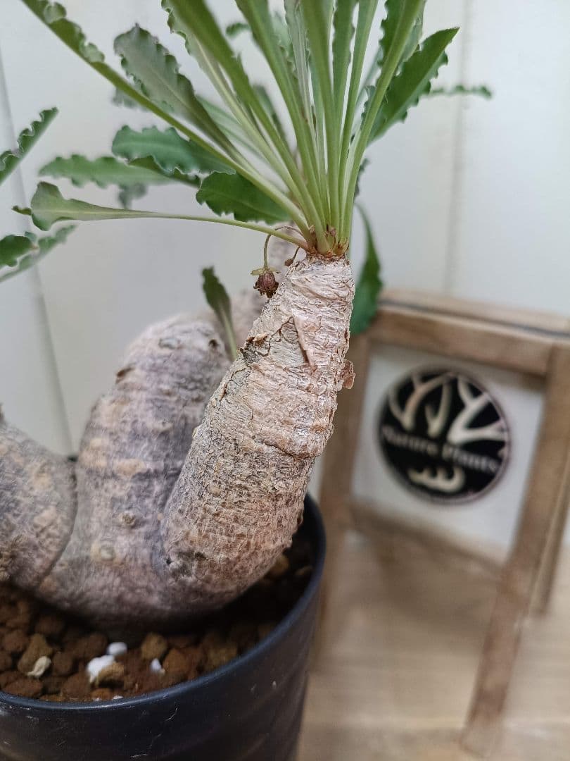 H033発根済！多頭美形！ユーフォルビア クリスパ 現地球