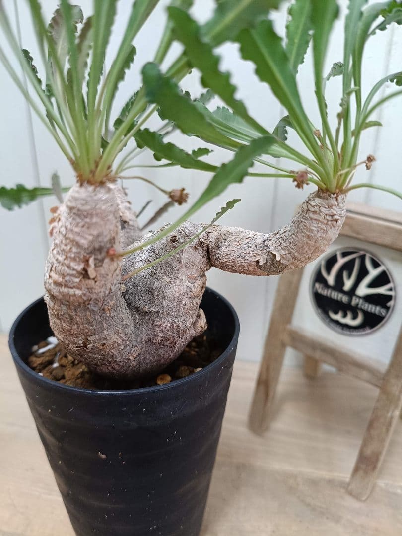 H033発根済！多頭美形！ユーフォルビア クリスパ 現地球