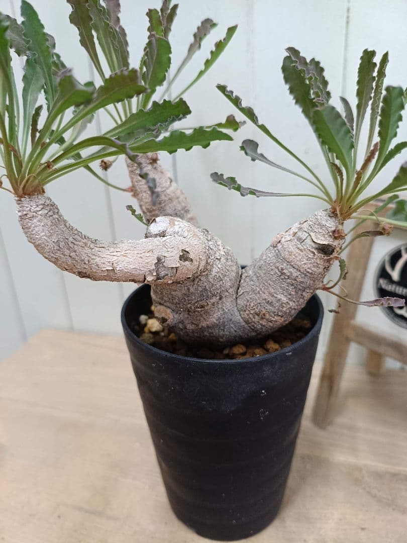 H033発根済！多頭美形！ユーフォルビア クリスパ 現地球